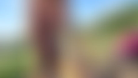 年中芋掘り遠足へ