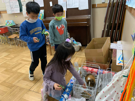 モルモット　お世話しています　年長