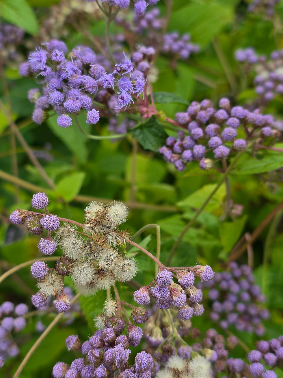 Thumbnail: Seed packet, Blue Mist Flower (Indiana Native Plant)
