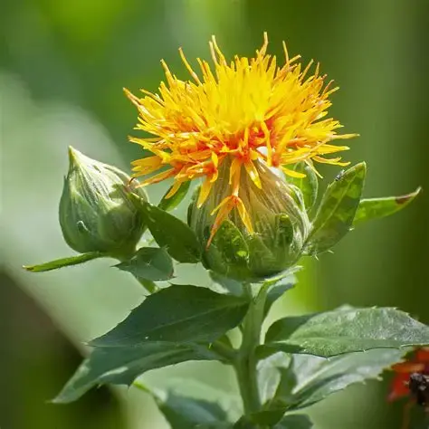 Seed packet, Safflower