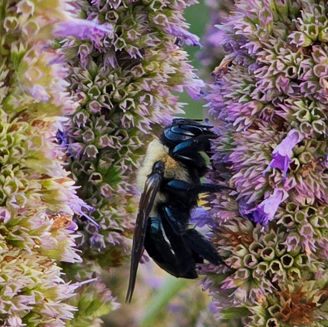 Seed packet, Anise Hyssop (Medicinal Plant)