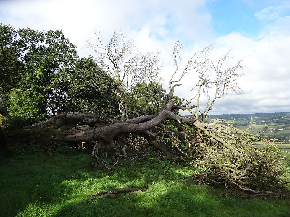 Dismantling Large Beech Tree