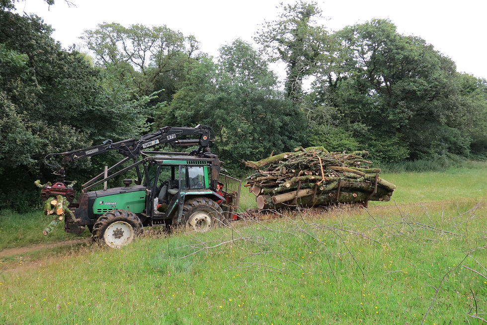 Clearing Oak