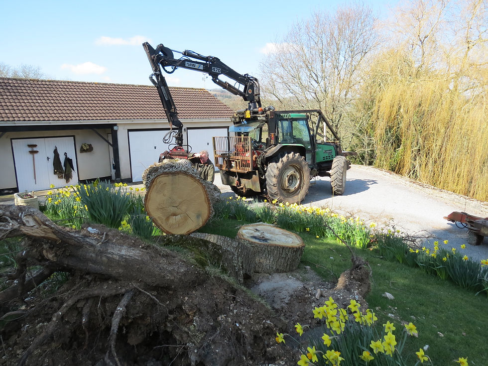Large Garden Oak Tree
