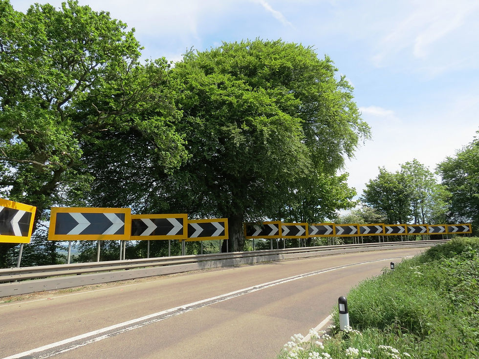 Road side Beech Tree
