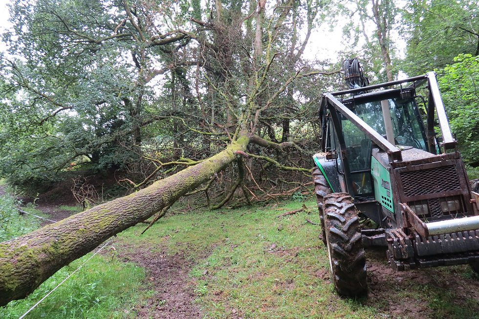 Fallen Oak