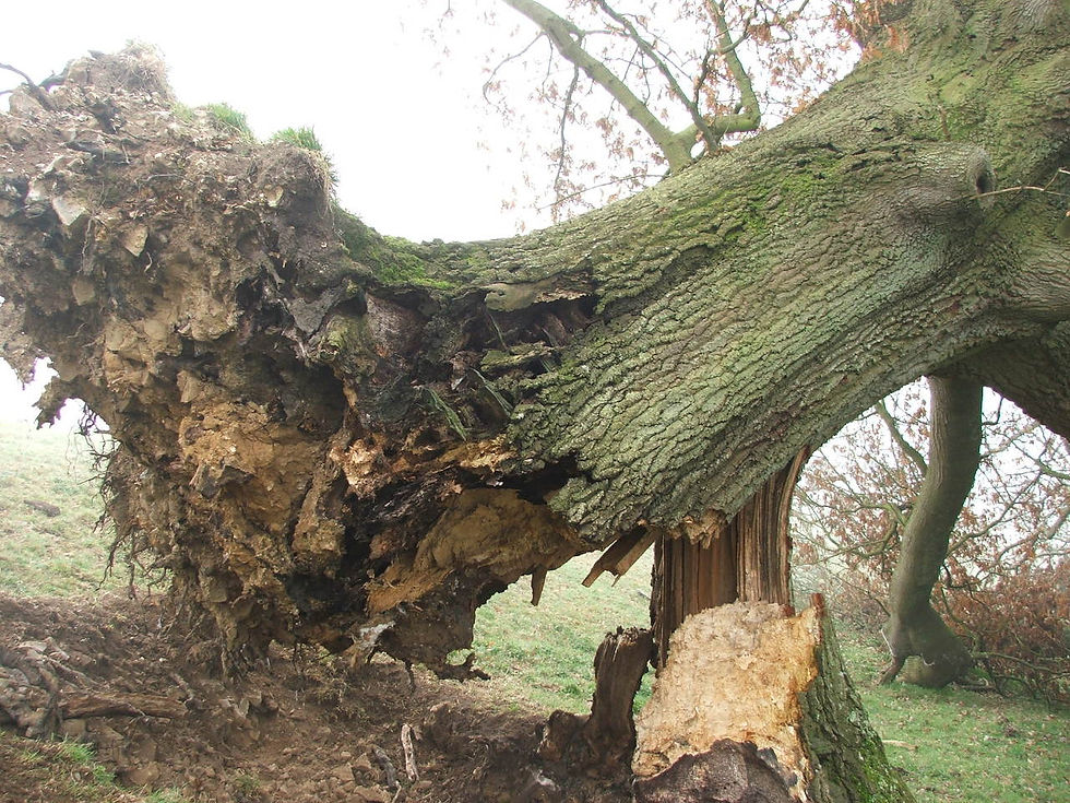 Any size tree jobs undertaken