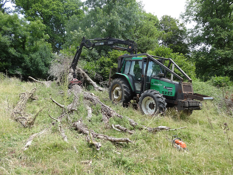 Large Ash Tree on Steep ground