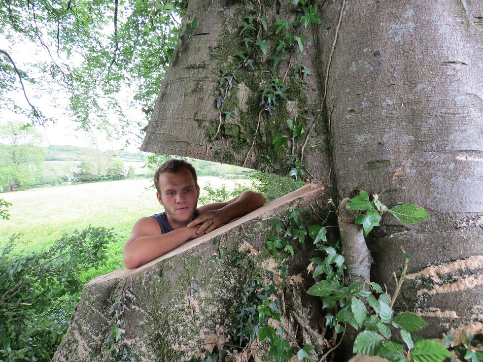 Tree Felling