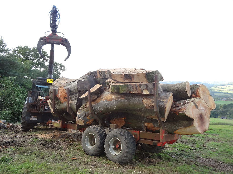 Loaded with Beech