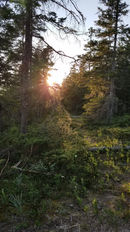 Evening Sunlight Drummond Island Michigan