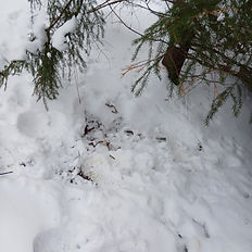 Empty Bed after missing a shot at a nice buck