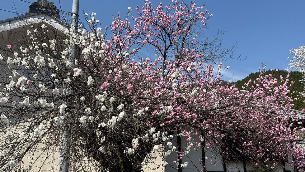 A freaky Sakura, two colours on the same branch
