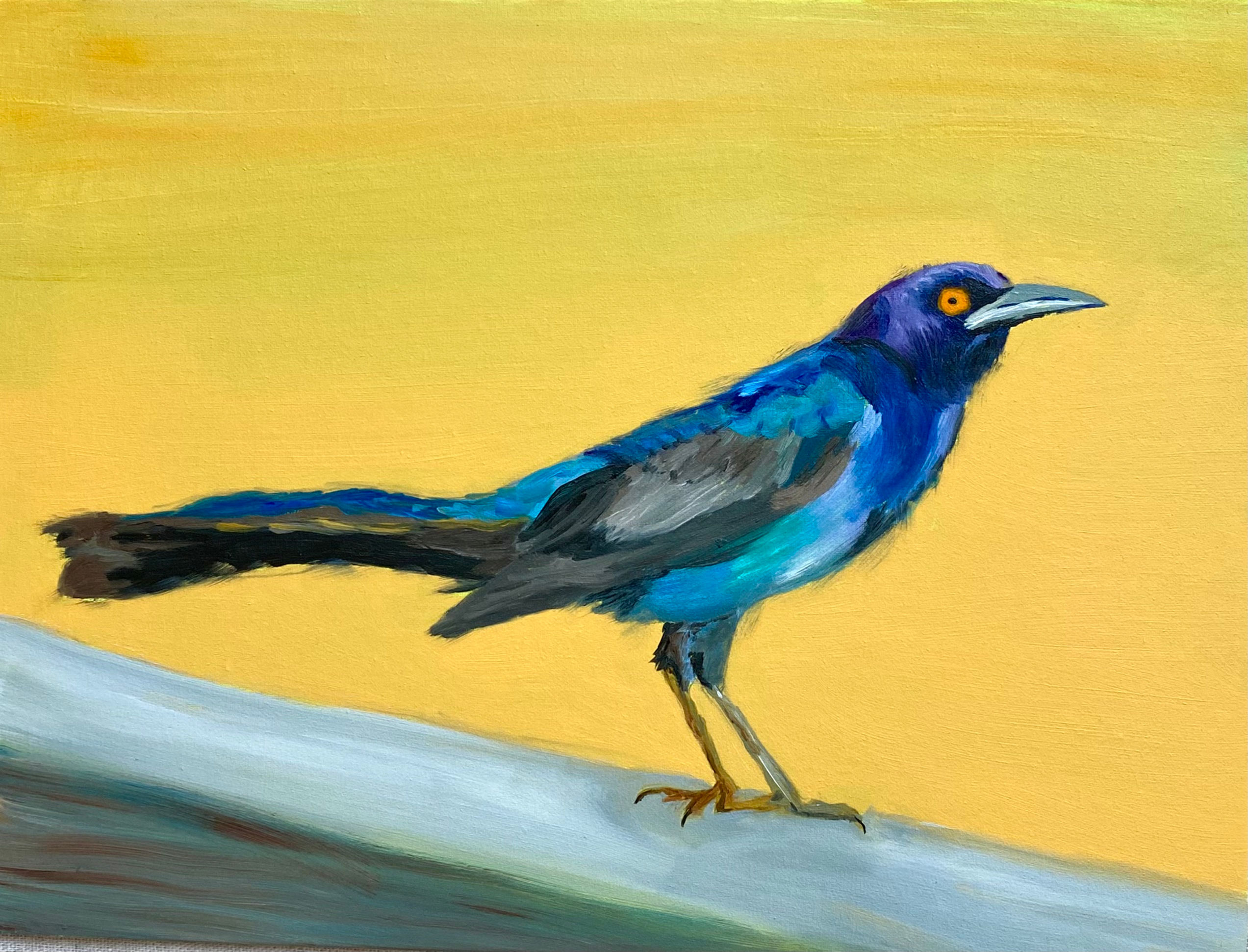 "Great-Tailed Grackle" Oil