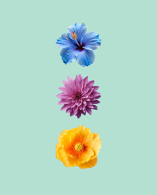 z-w-4.png