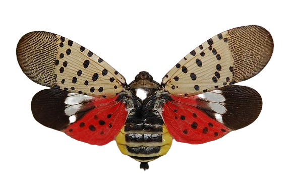 lanternfly_edited.png