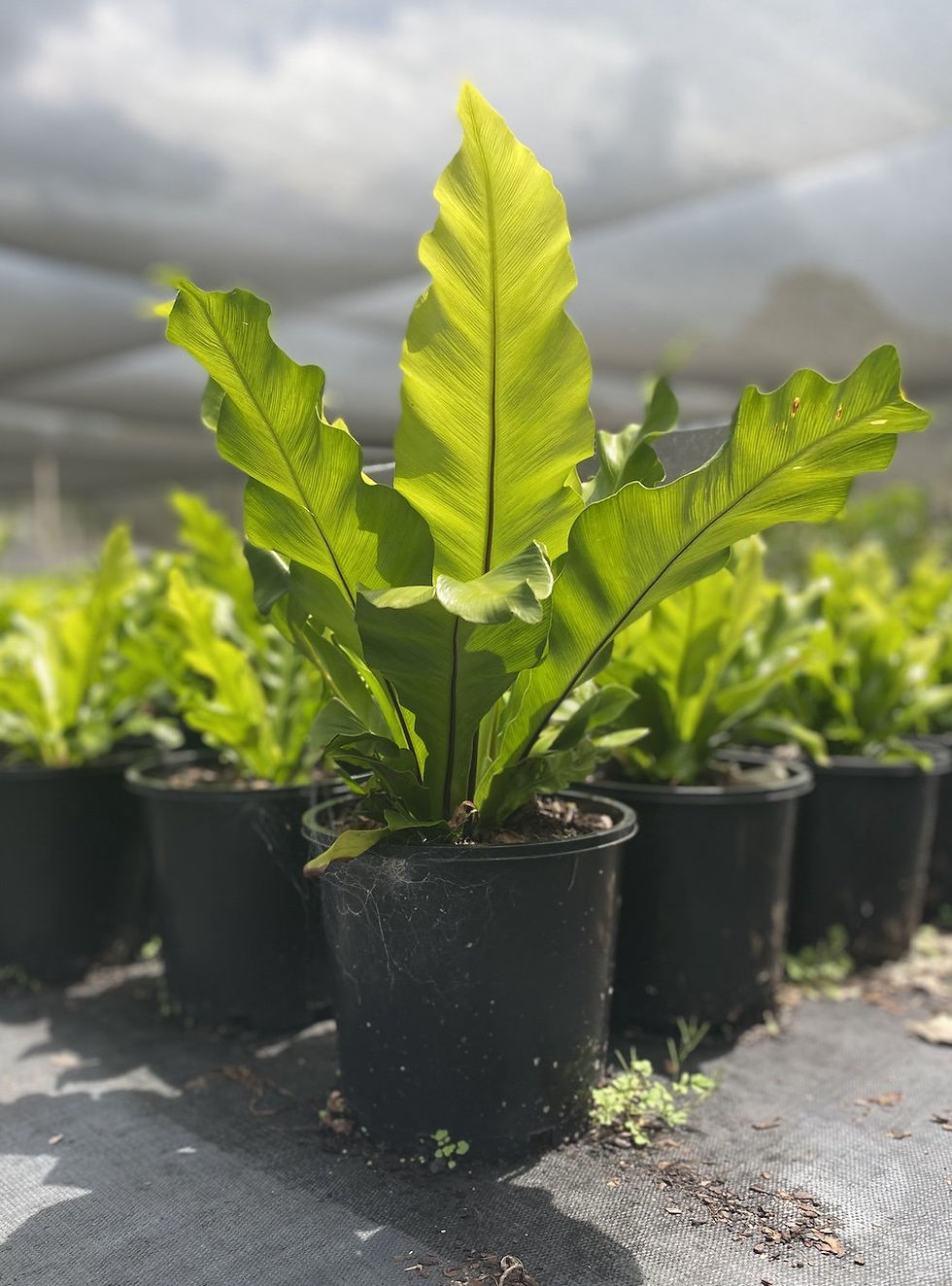 Asplenium nidus, Tropical Plant, Plants Wholesale, Quality Plants, Alstonville Plants Nursery, Advance Plants, Plants Australia, New South Wales, NSW 