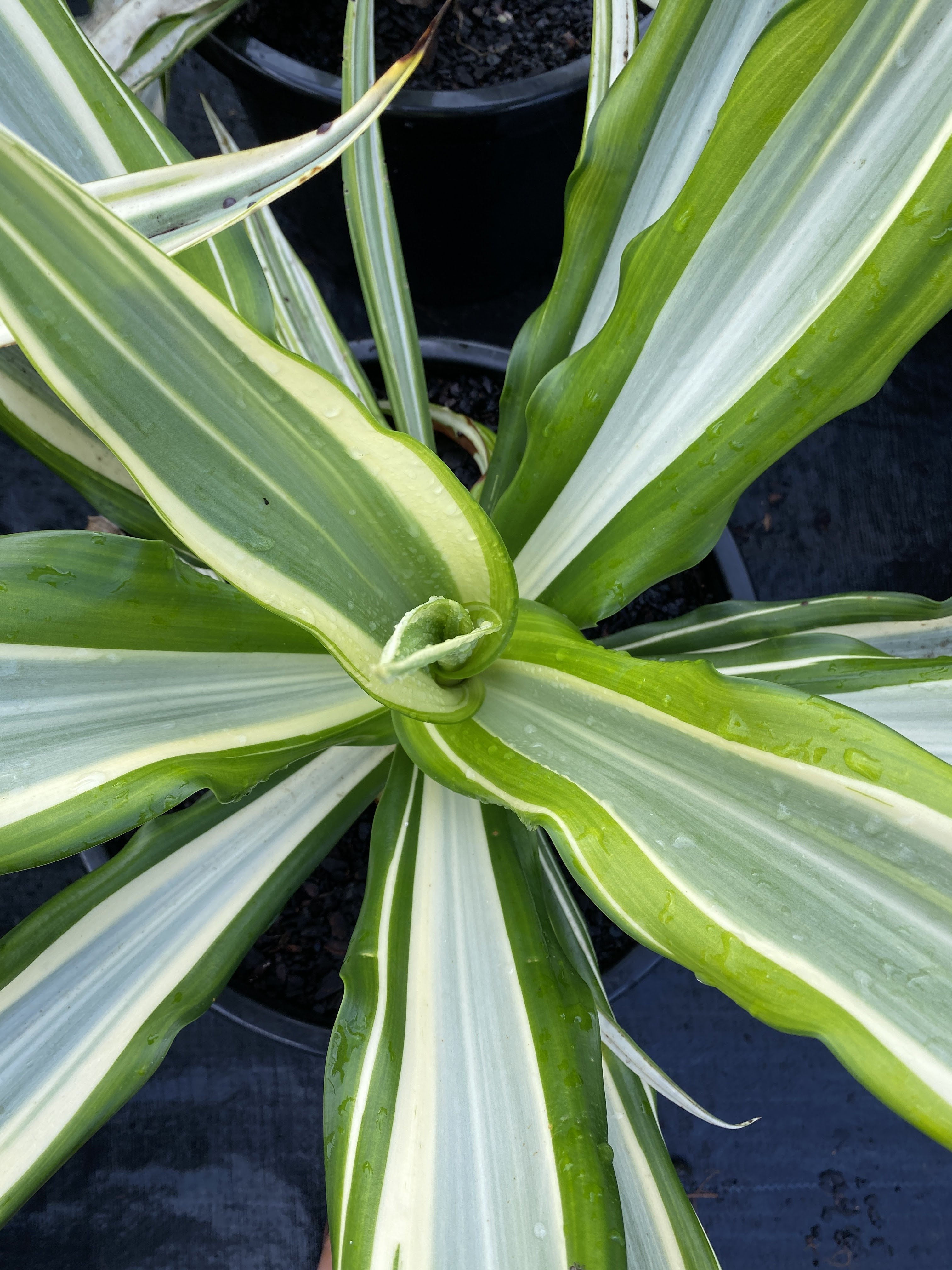 Dracaena, Tropical Plant, Plants Wholesale, Quality Plants, Alstonville Plants Nursery, Advance Plants, Plants Australia, New South Wales, NSW 