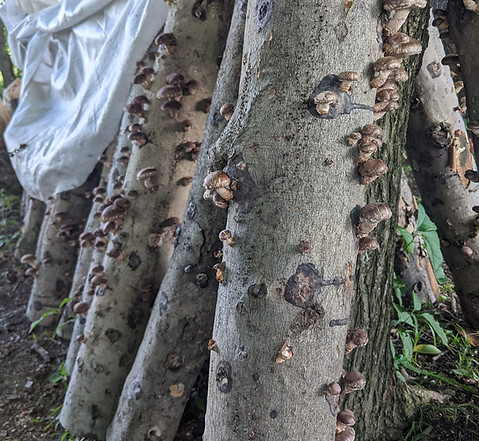 Shiitakes 07012020.jpg