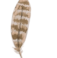 Feather 2