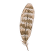Вика
