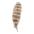 pluma 2