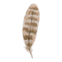 pluma 2