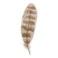 plume 2