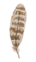 plume 2