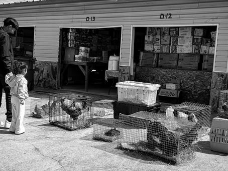Shopping For Chickens