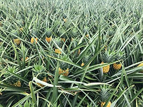 Ananas champs.JPEG