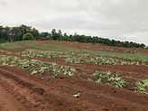 champs plantation.JPEG