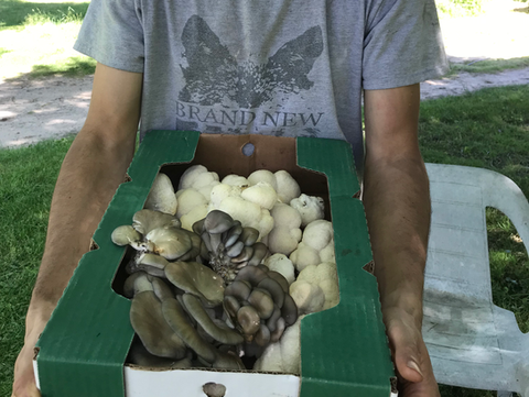 Fresh Mushrooms at Merrick Farm in Monmouth County New Jersey