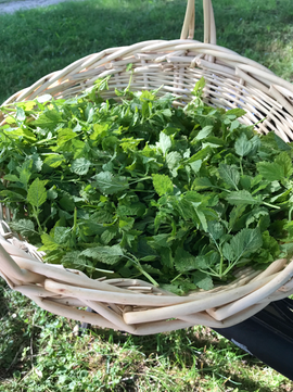 A Basket of Stinging Nettle at Merrick Farm in Monmouth County New Jersey