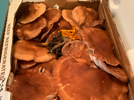 Woodland Mushrooms at Merrick Farm in Monmouth County New Jersey