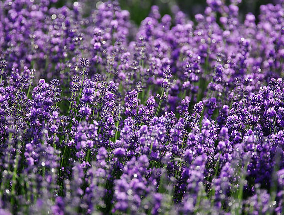 Merrick-Farms-New-Jersey-Lavender.jpeg