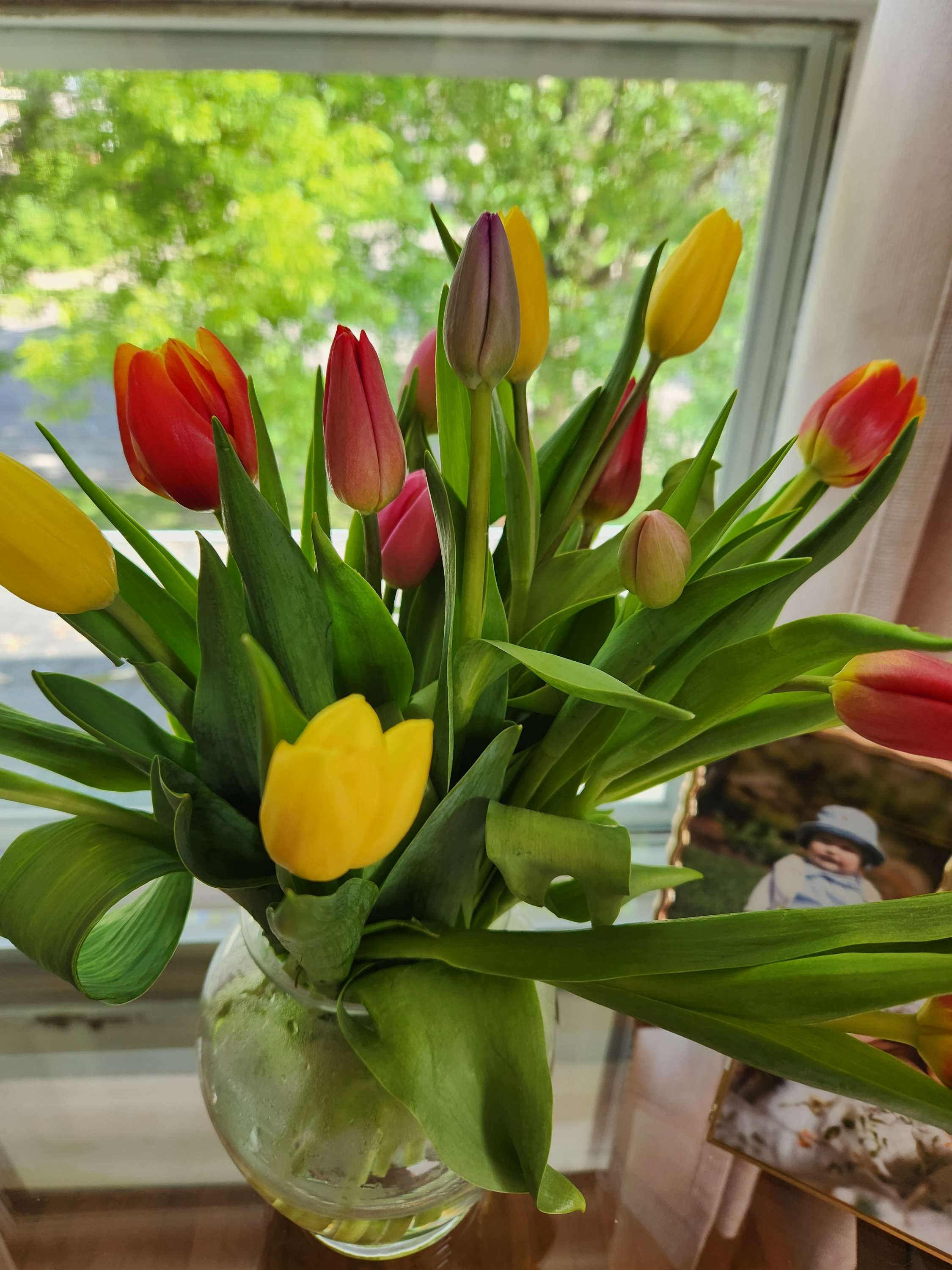 Rainbow Tulips