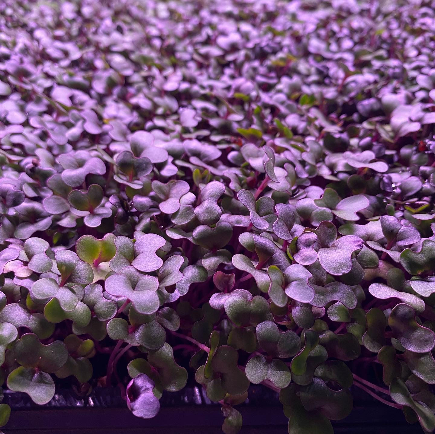Red Acre Cabbage Microgreens