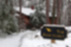 Snowy day under the tall pines