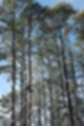 Pine Trees at Tall Pines