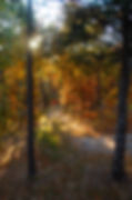 Tall Pines Fall Foliage