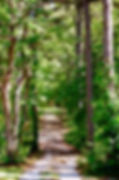 Tall Pines Trail