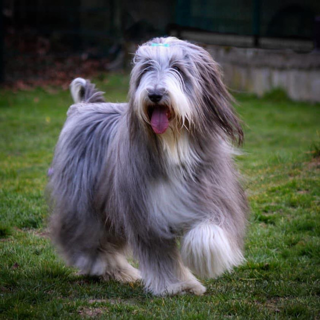 Laufender Bearded Collie im Garten