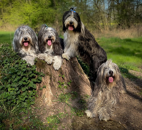 Bearded Collies auf einem Baumstamm