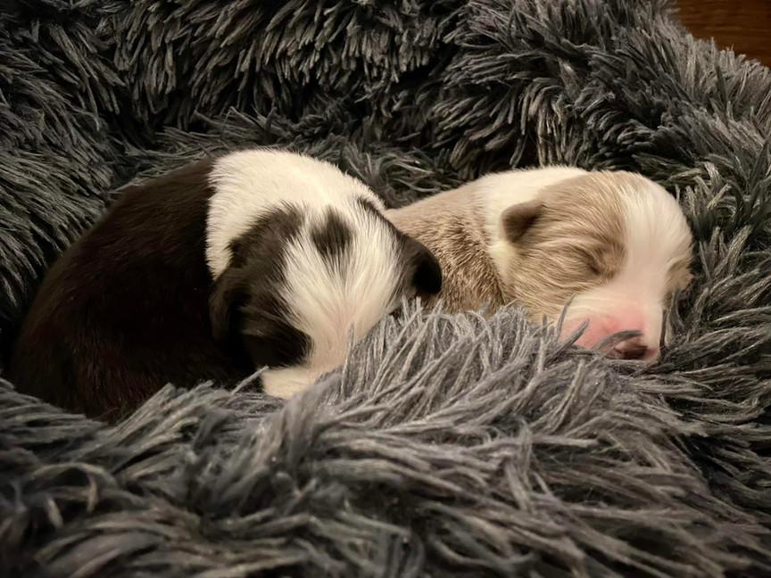 Zwei süße Border Collie-Welpen schlafen in ihrem weichen Bett.