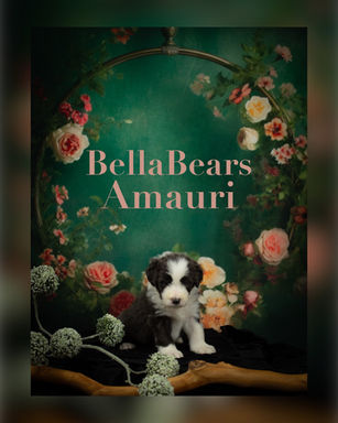 Welpen, Bearded Collie, Bellabears Amauri, Bellabears