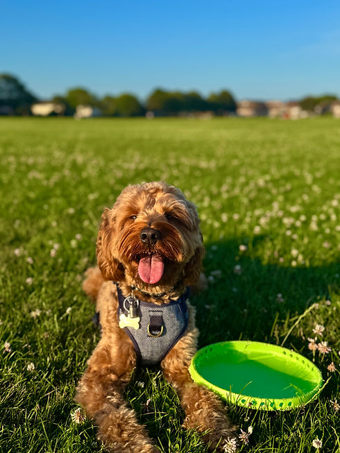 Happy fluffy dog with frisbee on grass