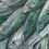 Thumbnail: "Mackerel for Sale"