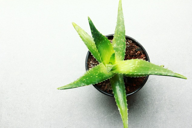 organic Aloe Vera Plant