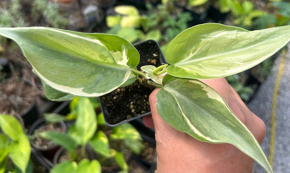 Philodendron Rio